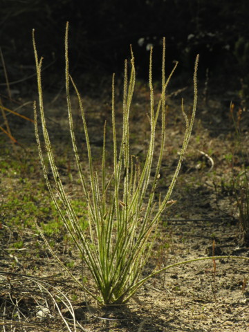 Byblis gigantea Photo S. McPherson