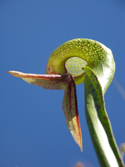 Darlingtonia californica