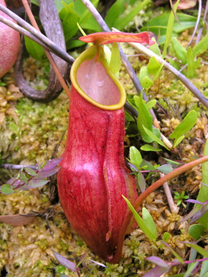 N. madagascariensis (Photo S. McPherson)