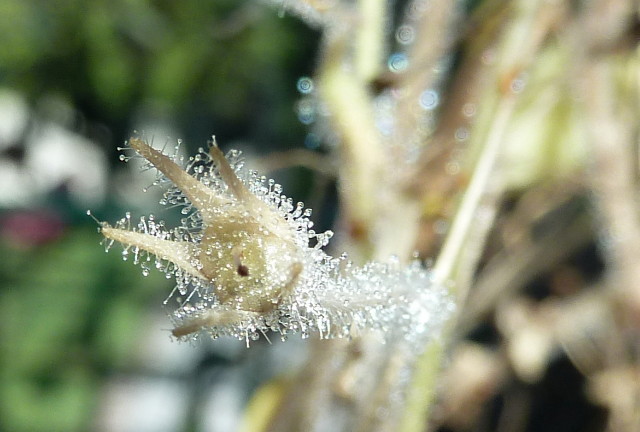 Seed pod 2nd cross-pollination