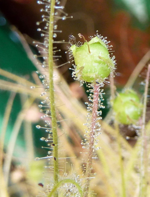 Byblis cf. filifolia x liniflora seed-pod