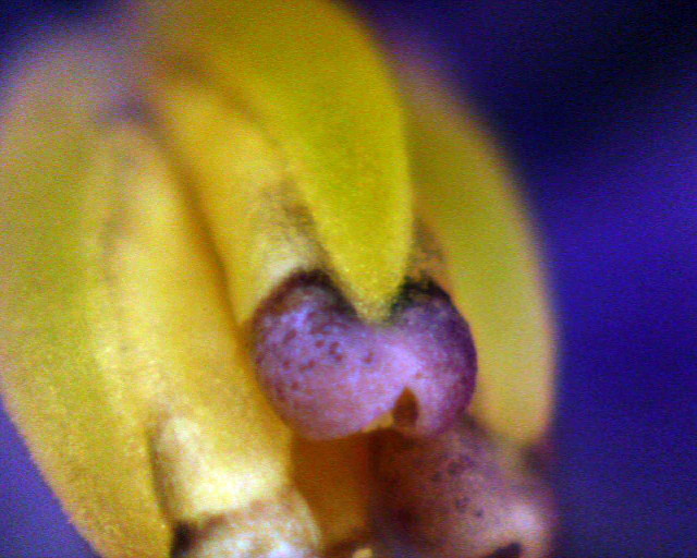 Byblis cf. filifolia x liniflora