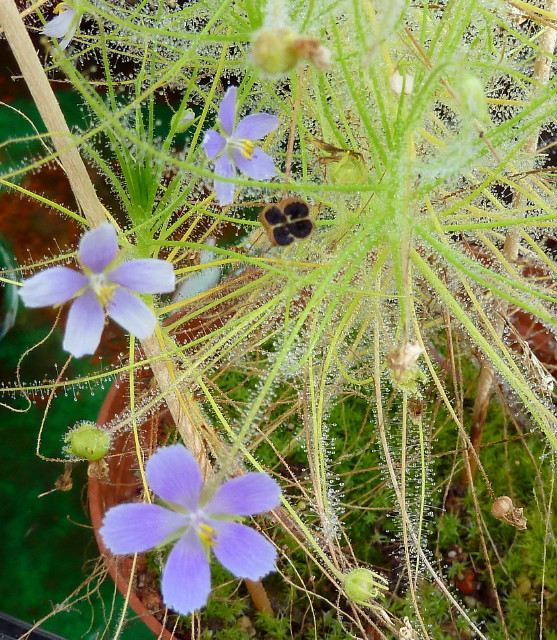 Byblis cf. filifolia x liniflora