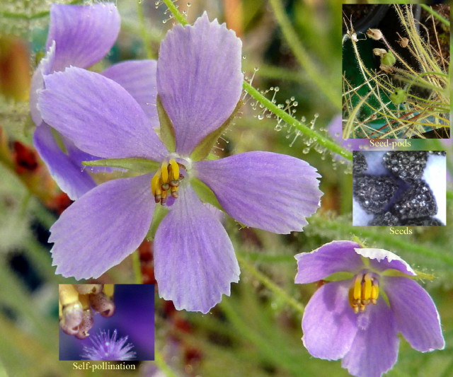 Byblis cf. filifolia x liniflora GB