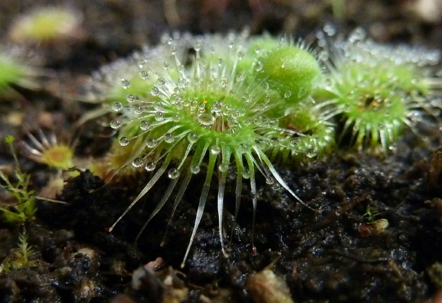 Drosera glanduligera Katapultfalle