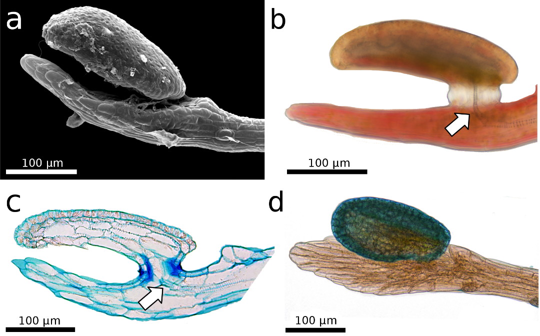 Fig. 2 GB