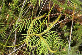 Drosera binata "Black Heath"