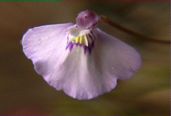 Utricularia uniflora