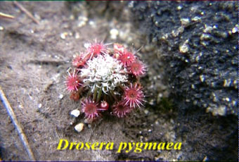 Drosera pygmaea