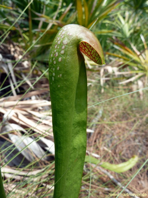 Sarracenia minor