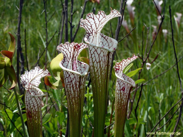 Sarracenia leucophylla