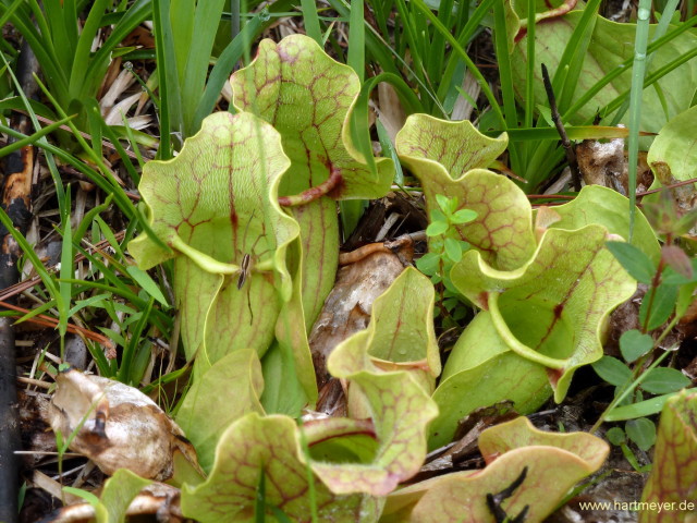 Sarracenia purpurea