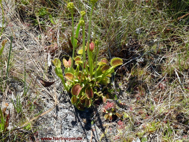 Dionaea muscipula