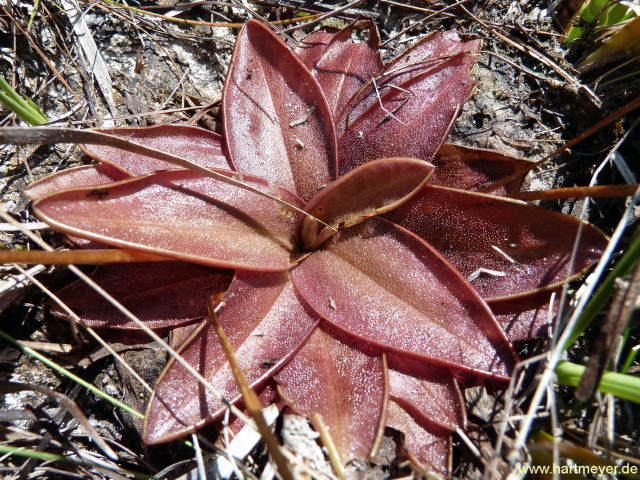 Pinguicula planifolia