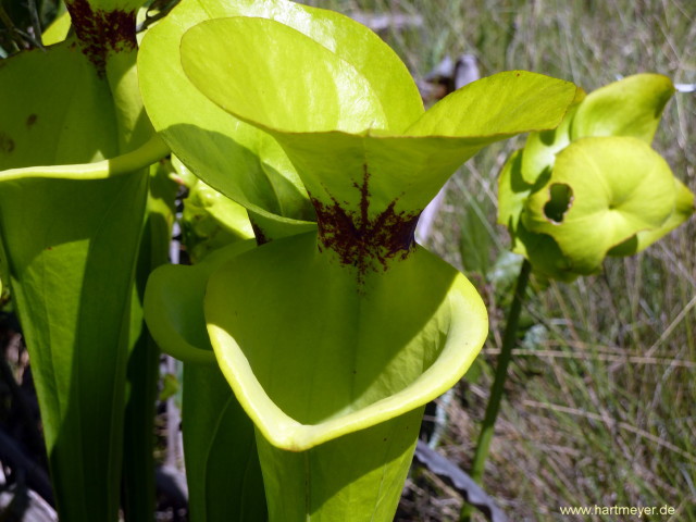 Sarracenia flava "giant"