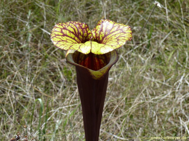 Sarracenia flava "red"