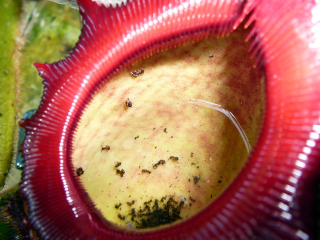 Nepenthes rajah innen