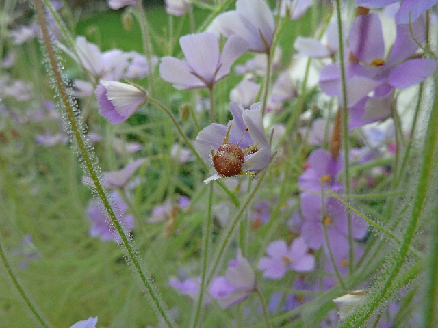 Byblis filifolia 'Goliath'