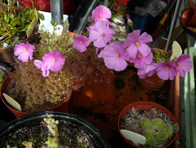 Drosera menziesii