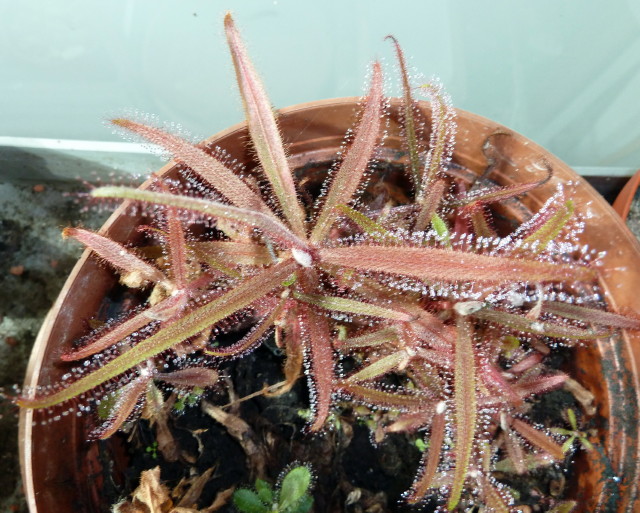 Drosera adelae