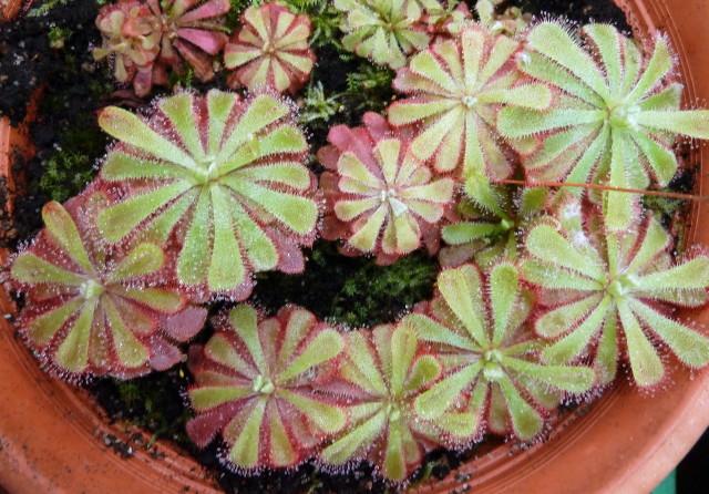 Drosera aliciae