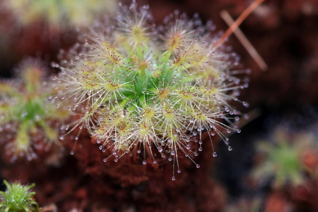 Drosera enodes