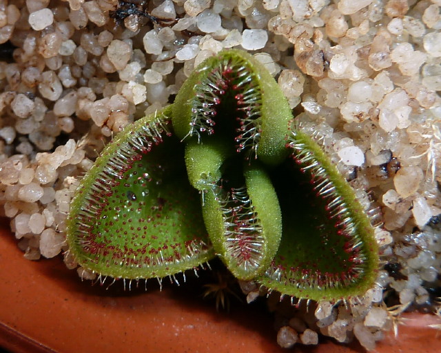 Drosera erythrorhiza var erythrorhiza