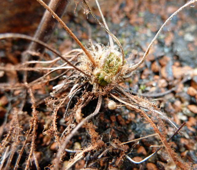 Drosera X hybrida