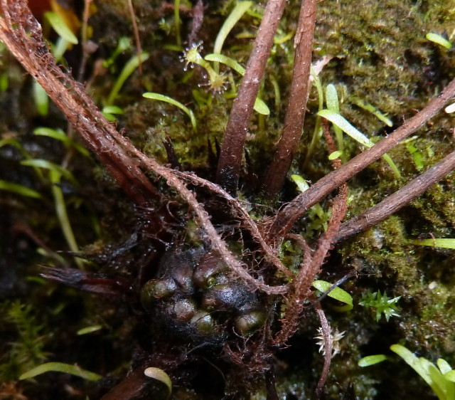 Drosera filiformis ssp filiformis