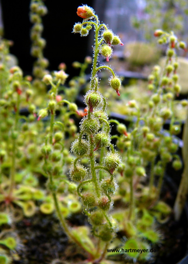 Drosera_glanduligera_2010_1web.JPG