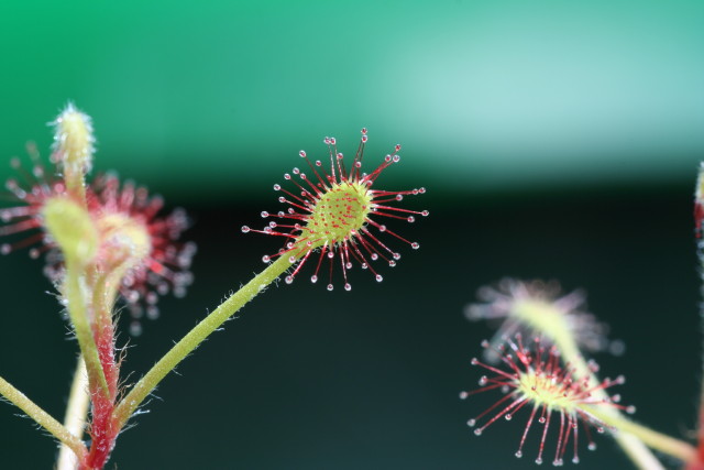 Drosera madagascariensis