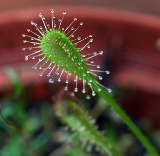 Drosera nidiformis