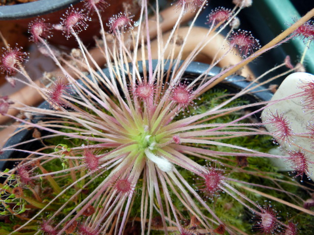 Drosera paradoxa pink