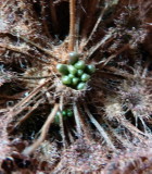 Drosera rotundifolia Winterknospe