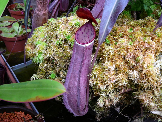 Nepenthes albomarginata red