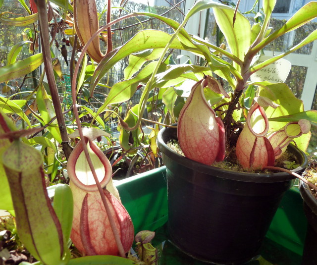 Nepenthes mirabilis var globosa