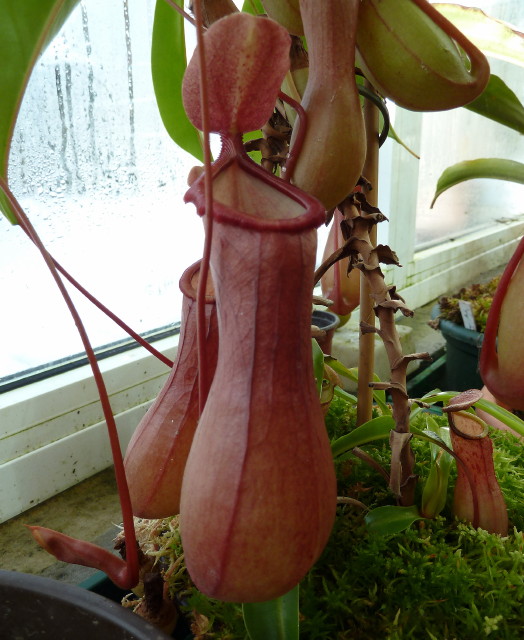 Nepenthes alata x ventricosa