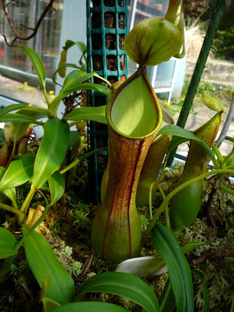 Nepenthes alata