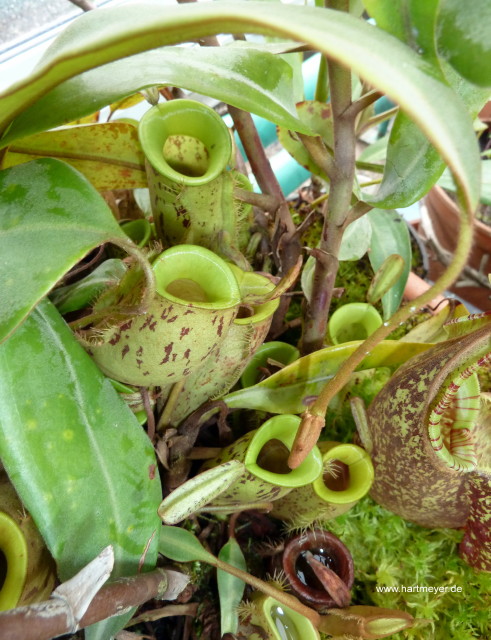 Nepenthes ampullaria