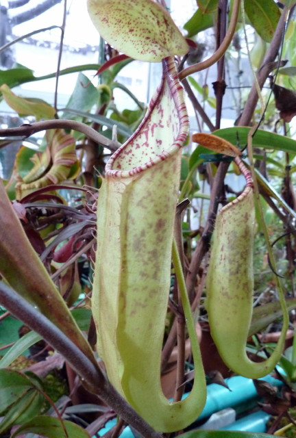 Nepenthes gracilis x rafflesiana (Weil am Rhein)