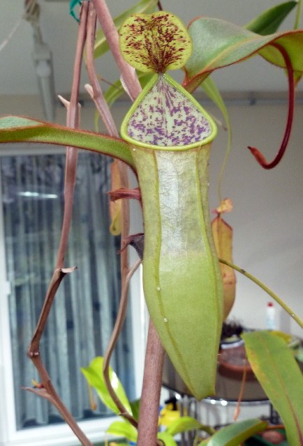 Nepenthes gracilis var angustifolia