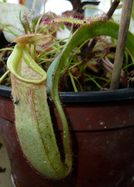 Nepenthes veitchiiXmaxima