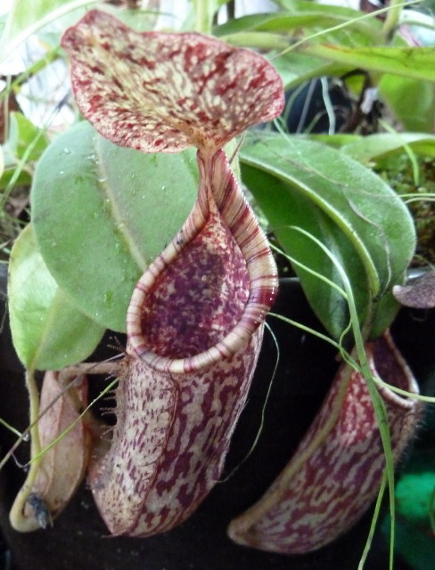 Nepenthes maxima