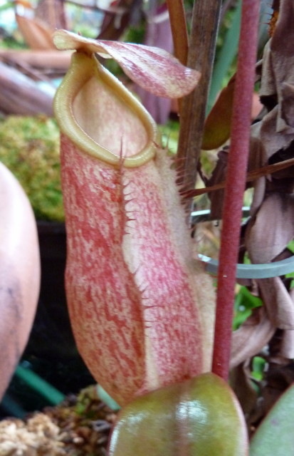 Nepenthes merrilliana