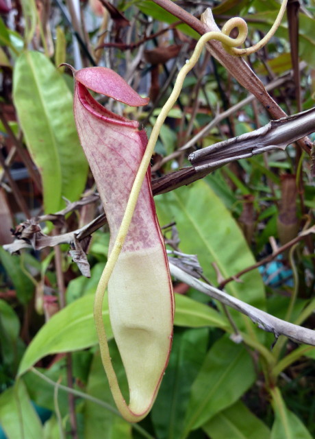 Nepenthes mirabilis (Cairns)