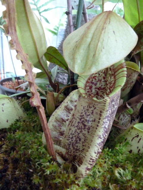 Nepenthes rafflesiana var alata