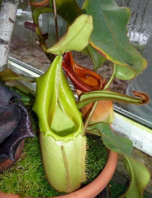 Nepenthes veitchii