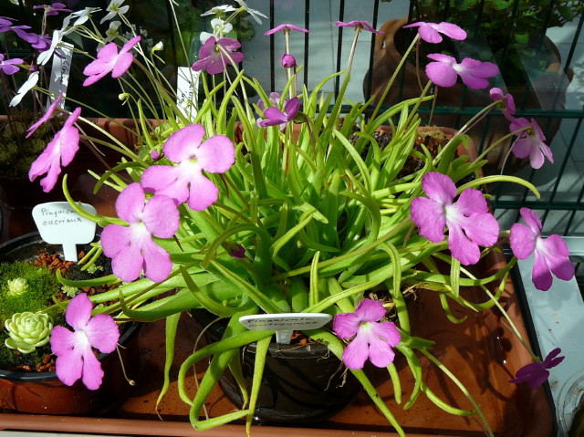 Pinguicula moctezumae