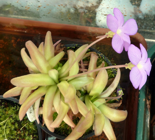 Pinguicula X aphrodite