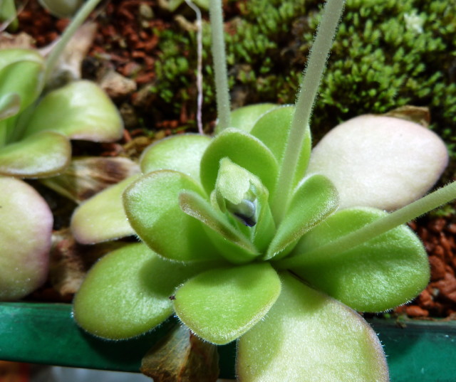 Pinguicula agnata